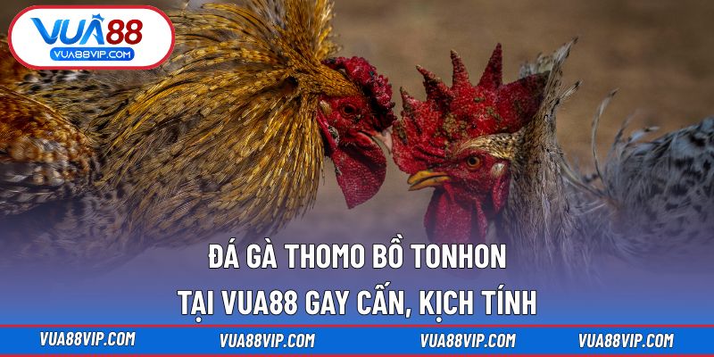 Đá Gà Thomo Bồ Tonhon